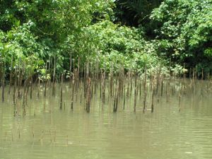 mangrove.jpg