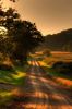 country_road_on_summer_evening.jpg